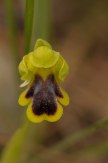 Ophrys blithoperta