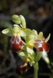 Ophrys creberrima