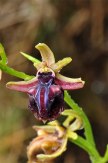 Ophrys mammosa                                                                                                                                                                