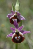 Ophrys argolica subsp. argolica
