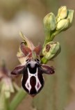 Ophrys cretica subsp. cretica