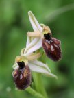 Ophrys exaltata subsp. exaltata