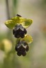 Ophrys gackiae, Monte Iblei, Sicilien 2012-04-27