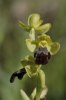 Ophrys gackiae, Monte Iblei, Sicilien 2012-04-27