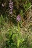 Orchis purpurea, Gargano (It.) 2011-04-28