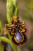 Ophrys speculum, Toscana 2010-04-14