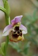 Ophrys helios, Kreta