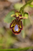 Ophrys speculum, Malaga, Spanien 2013-04-07