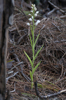 Cephalanthera longifolia, Toscana (It.) 2010-04-14 