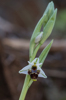 Ophrys scolopax subsp. scolopax, Malaga, Spanien 2013-04-12