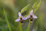 Ophrys scolopax subsp. picta, Malaga, Spanien 20130-04-08