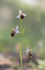 Ophrys scolopax subsp. picta, Malaga, Spanien 20130-04-07