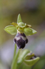 Ophrys dyris, Malaga Spanien 2013-04-12