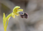 Ophrys dyris, Malaga Spanien 2013-04-12