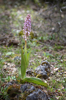 Himantoglossum robertianum, Malaga, Spanien 2013-04-09