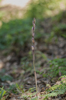 Limodorum trabutianum, Malaga, Spanien 2013-04-08