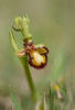 Ophrys speculum, Sierra de Grazalema Cadiz, (Sp.) 2013-04-11