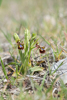Ophrys speculum, Malaga, Spanien 2013-04-11