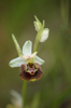 Ophrys tetraloniae, Emilia-Romagna (It.) 2013-05-22