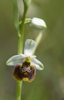 Ophrys tetraloniae, Emilia-Romagna (It.) 2013-05-22