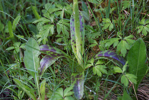 Orchis mascula med fläckiga blad, Blekinge 2013-05-19