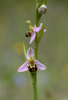 Ophrys apifera, Signe (Fr.) 2013-05-25