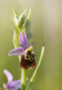 Ophrys fuciflora, Comps-sur-Artuby (Fr.) 2013-05-25
