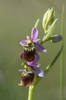 Ophrys fuciflora, Comps-sur-Artuby (Fr.) 2013-05-25