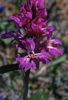 Orchis mascula subsp. mascula "peloria"