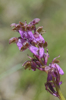 Orchis spitzelii subsp. spitzelii, Alpes-Maritimes (Fr.) 2013-05-26