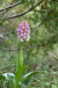 Orchis militaris x purpurea, Aveyron (Fr.) 2011-05-20
