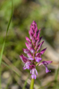 Orchis militaris x purpurea, Vercors (Fr.) 2013-05-26