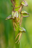 Orchis anthropophora, Vercors (Fr.) 2013-05-26