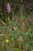 Orchis anthropophora x italica, Gargano (It.) 2011-04-28