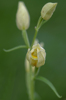 Cephalanthera damasonium, Toirano (It.) 2013-04-24
