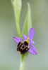 Ophrys appennina, Toirano (It.) 2013-05-24