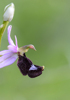 Ophrys bertolonii subsp aurelia, Bardi (It.) 2013-05-22