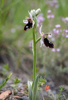 Ophrys bertolonii subsp. aurelia, Toirano (It.) 2013-05-24