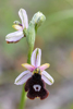 Ophrys bertolonii subsp. aurelia, Toirano (It.) 2013-05-24