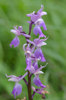 Orchis mascula subsp. speciosa, Bedonia (It.) 2013-05-23