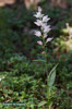 Cephalanthera longifolia x rubra, Gotska Sandön 2011-07-07