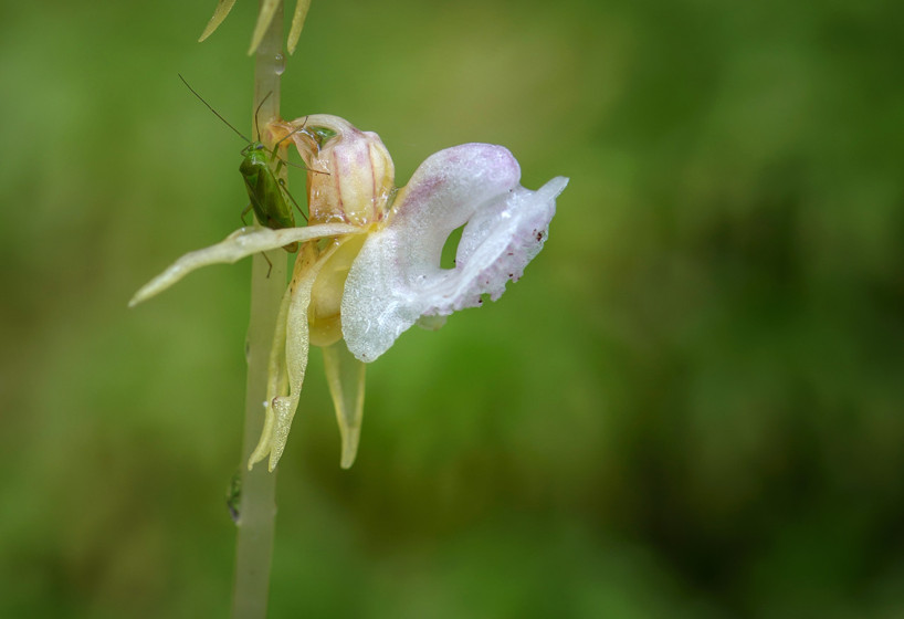 Augusti: Skogsfru (Epipogium aphyllum), en av årets sista orkidéer att blomma. Öresjö, Trollhättan 2013-08-11