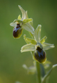 Ophrys araneola, Vercors (Fr.) 2013-05-26