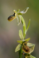 Ophrys araneola, Vercors (Fr.) 2013-05-26