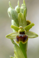 Ophrys_araneola_7
