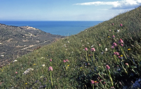 Vy med borstnycklar från Coppa Rotonda, Gargano, Italien