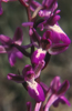 Orchis anatolica subsp. anatolica, Kreta (Gr.) 2001-04-15