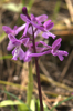 Orchis anatolica subsp. anatolica, Rhodos (Gr.) 2011-04-08