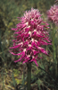 Orchis italica var. purpurea, Kreta, april 2001