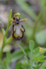 Ophrys speculum, Alhaurin el Grande, Malaga (Sp.) 2013-04-07